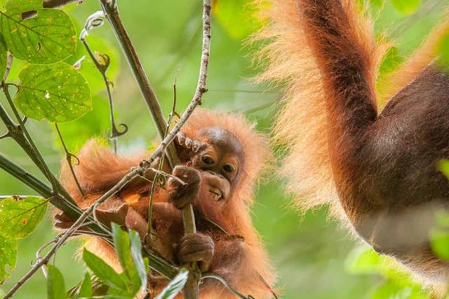 Baby orang-utan are nurtured by their mothers for seven years
