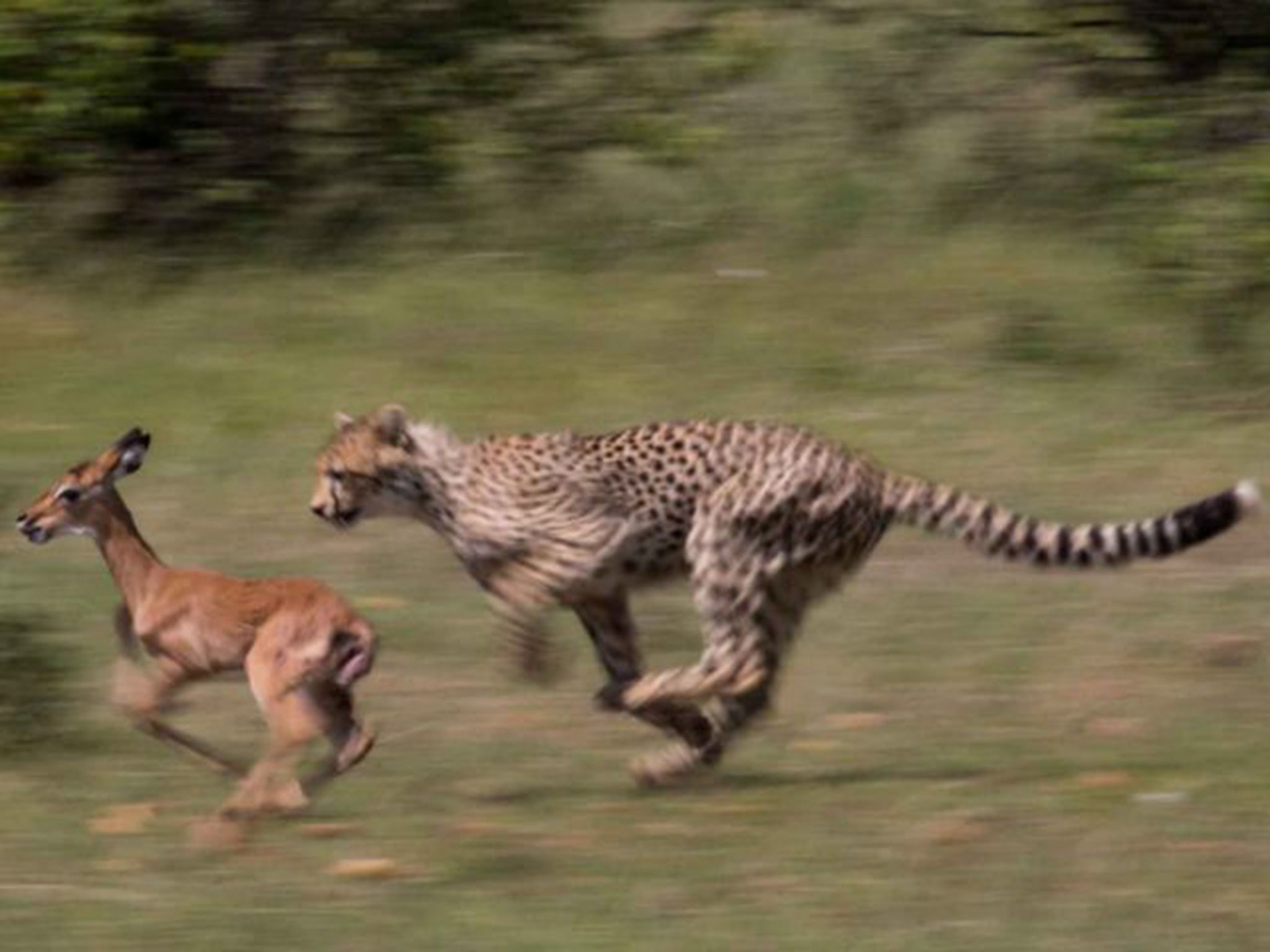 
Malaika chases the impal 