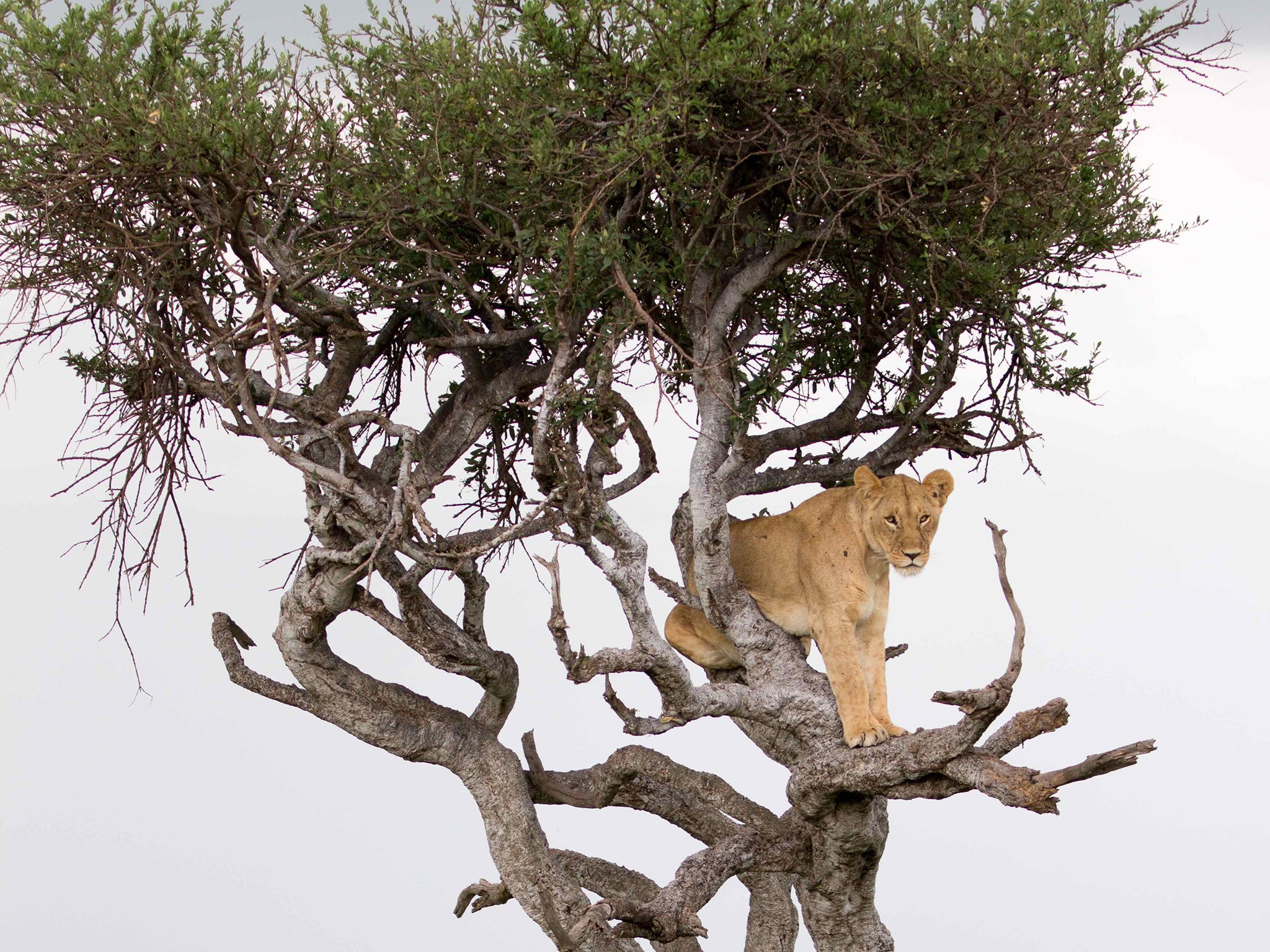 The tree-climbing lioness