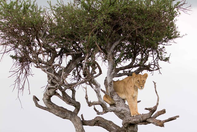 The tree-climbing lioness