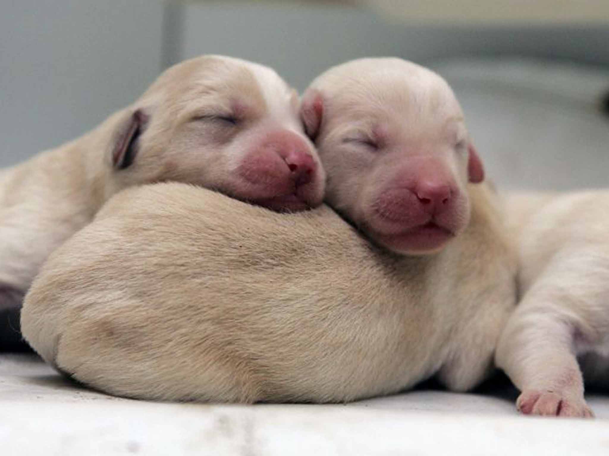 A litter of Labradoodle puppies