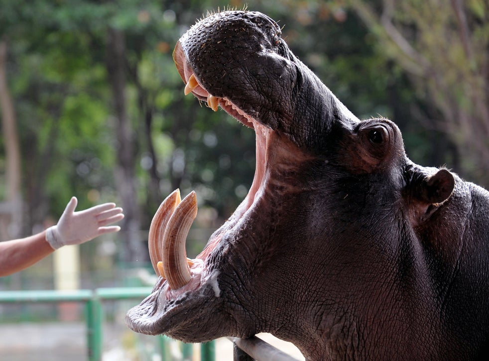 Pablo Escobar: Hungry hippos on the loose add to Colombian drug lord's ...