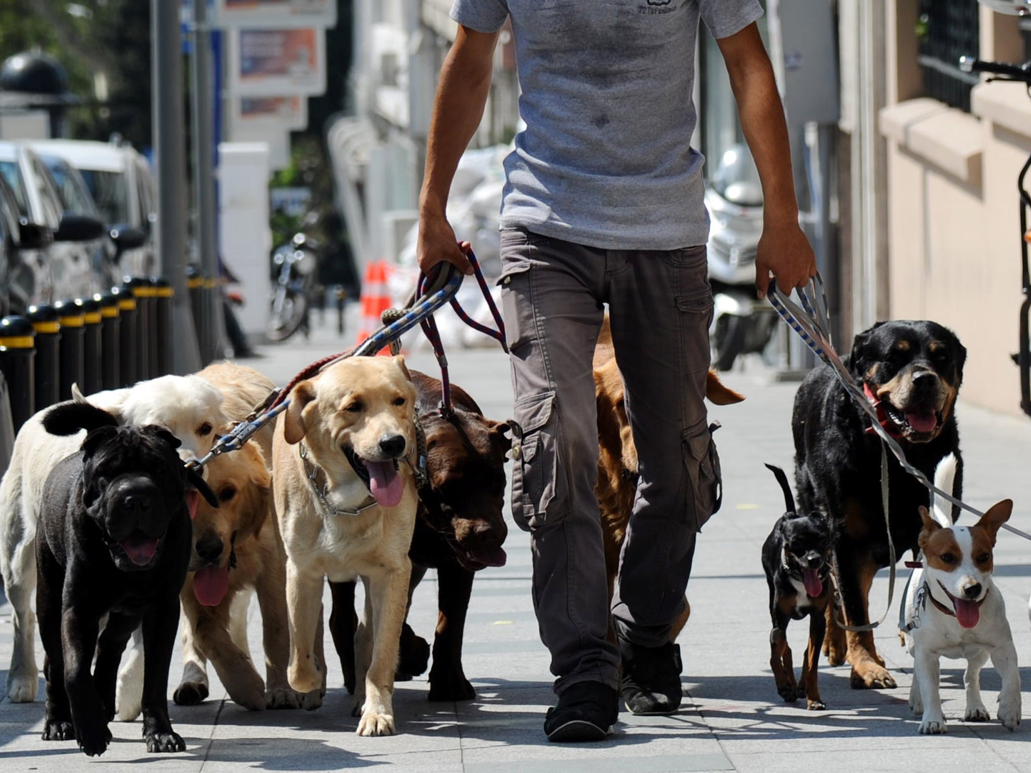 The council says owners should have to prove how they would clean up after their dogs to cut down on the problem of fouling