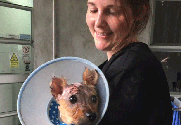 The terrier's recovery has been described as a "miracle" from experts at Animals Asia