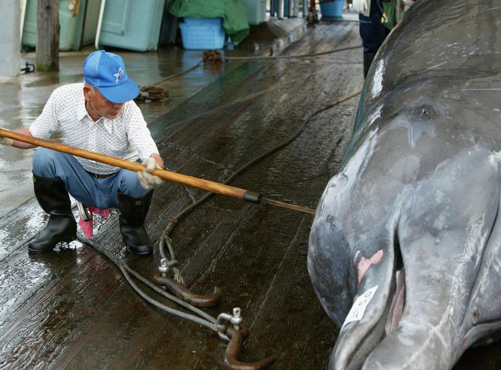 A Japanese whaler cleans and cuts meat from a killed whale