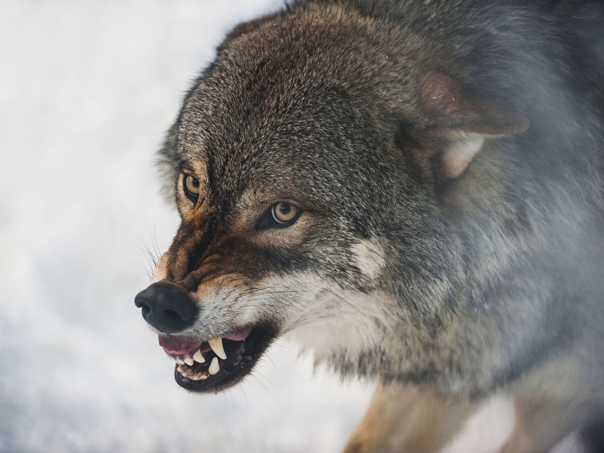 wolf-norway-hunting-snow.jpg