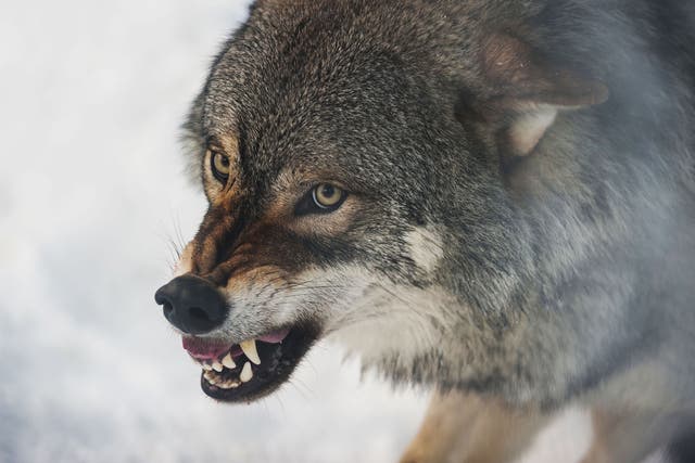 A wolf baring its teeth in Bardu, Norway.