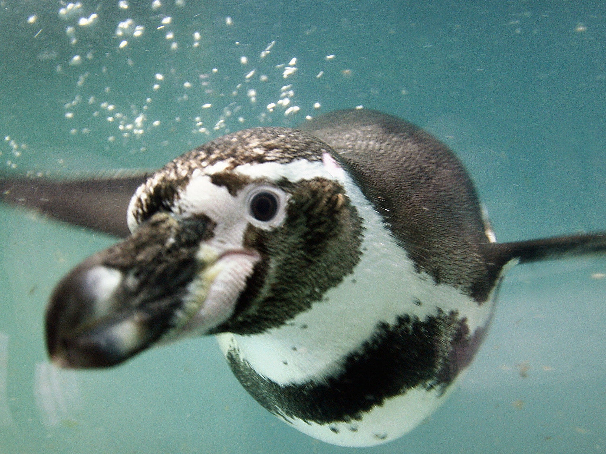 Two other penguins have gone missing from the zoo