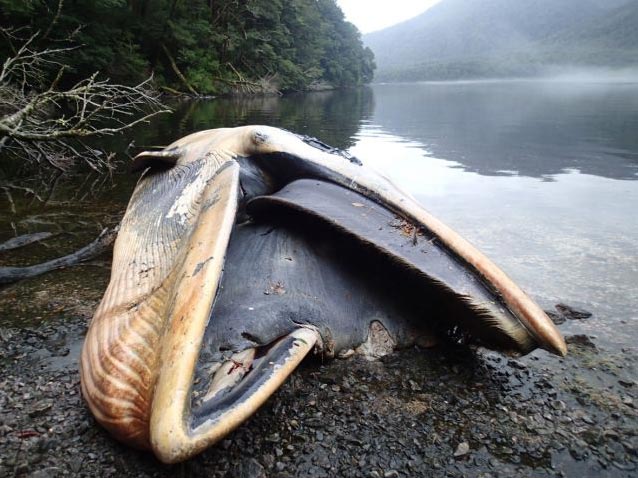 A dead Sei whale lies in Caleta Buena, in the southern Aysen region of Chile