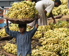 World’s banana production threatened by ‘unstoppable’ killer fungus