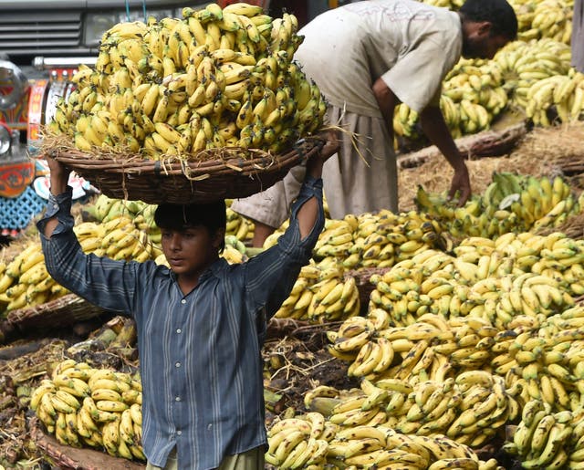 Cavendish bananas - the world's most popular variant - are the most at risk