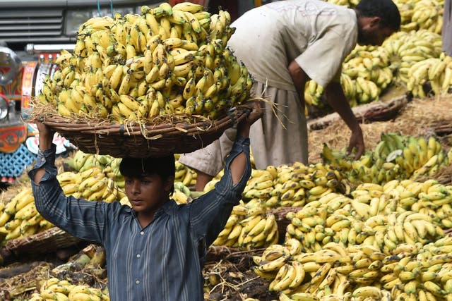 Cavendish bananas - the world's most popular variant - are the most at risk