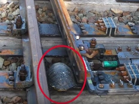 Turtle trapped between rail switches Kobe Digital/ YouTube