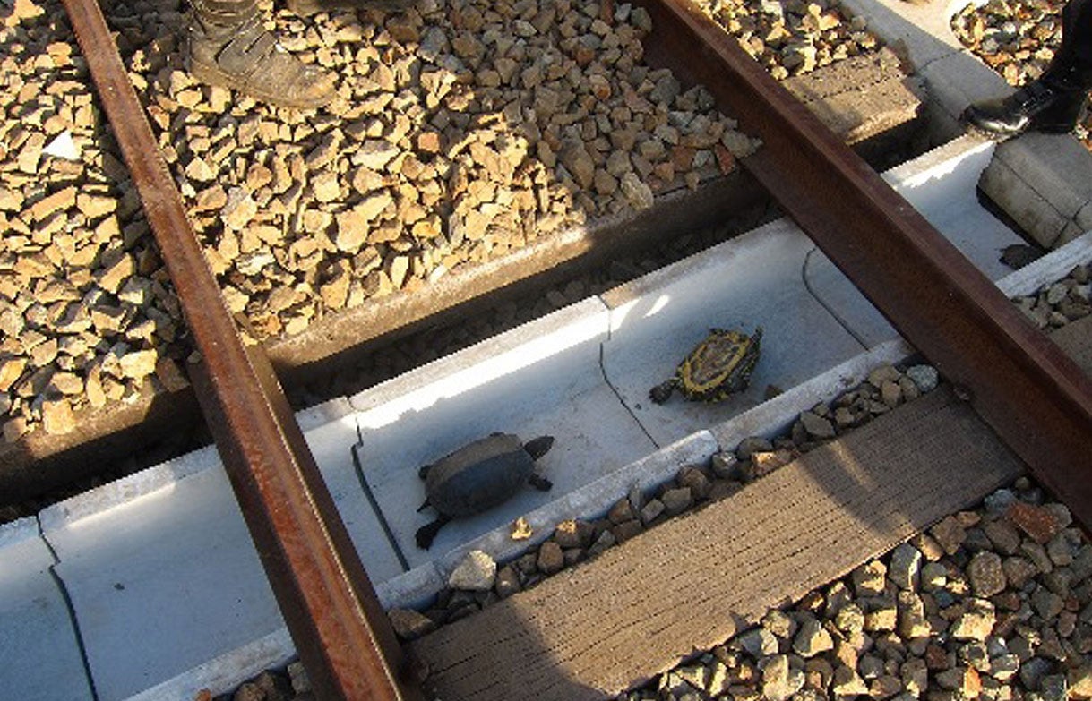 Turtles walking in shallow trenches under the tracks at JR West's facility in Kobe, western Japan.
