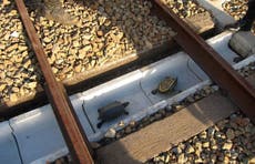 Japan build special tunnels to save turtles from train deaths 