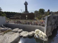 Polar bear shot at by Copenhagen zookeepers after man jumps into enclosure