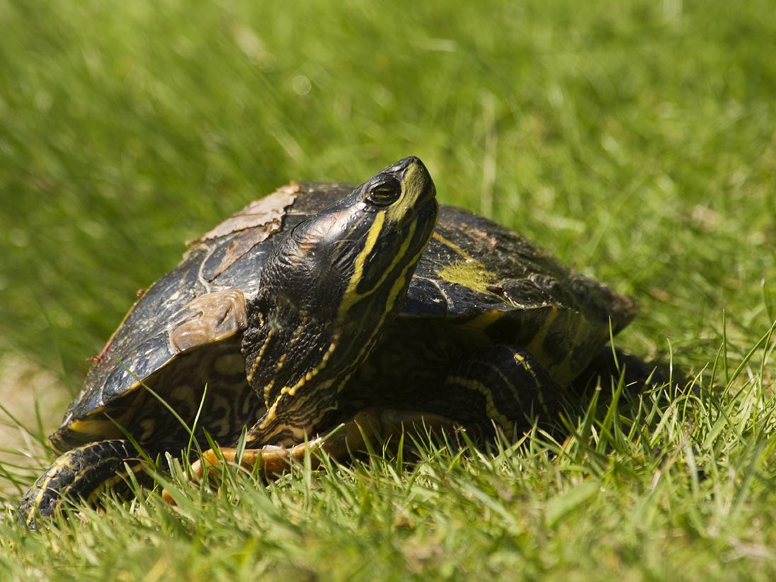 Red-eared slider turtles were among those found by authorities