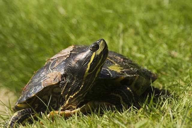 Red-eared slider turtles were among those found by authorities