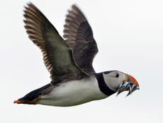 Puffins and curlews among 20 new species to join endangered Red List