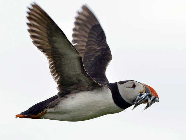 Puffins, along with curlews, nightingales, merlins and kittiwakes, now feature on the RSPB’s Red List