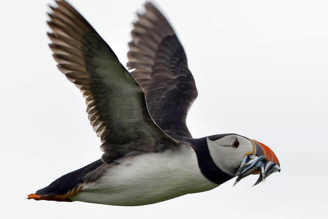 Puffins, along with curlews, nightingales, merlins and kittiwakes, now feature on the RSPB’s Red List