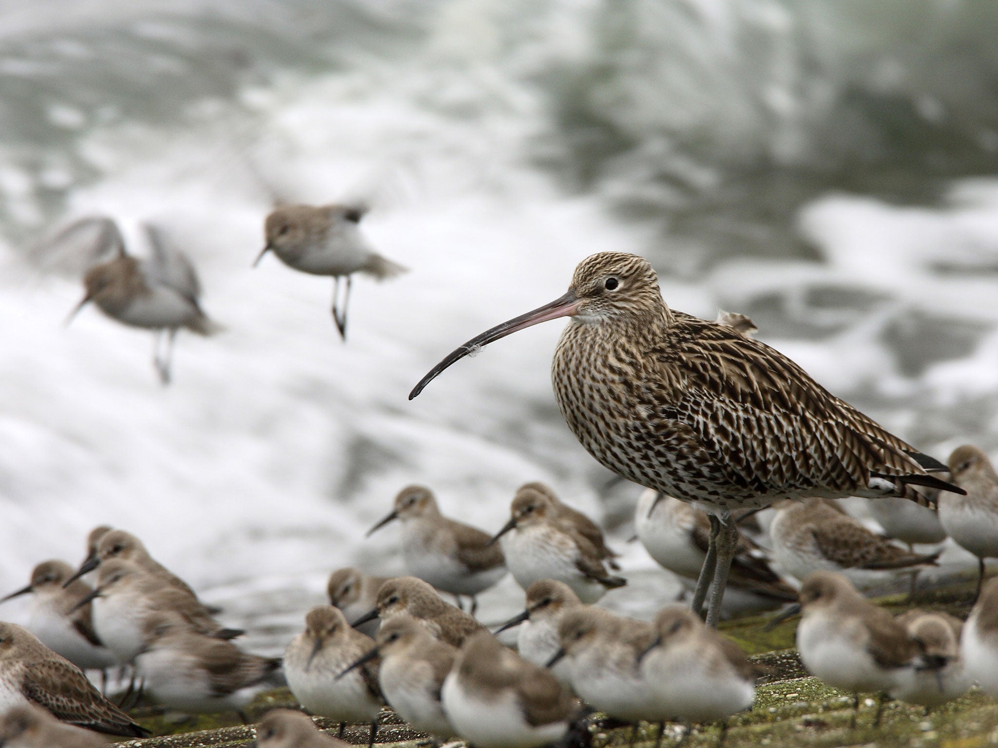 Still here: a curlew between dunlins in the Netherlands