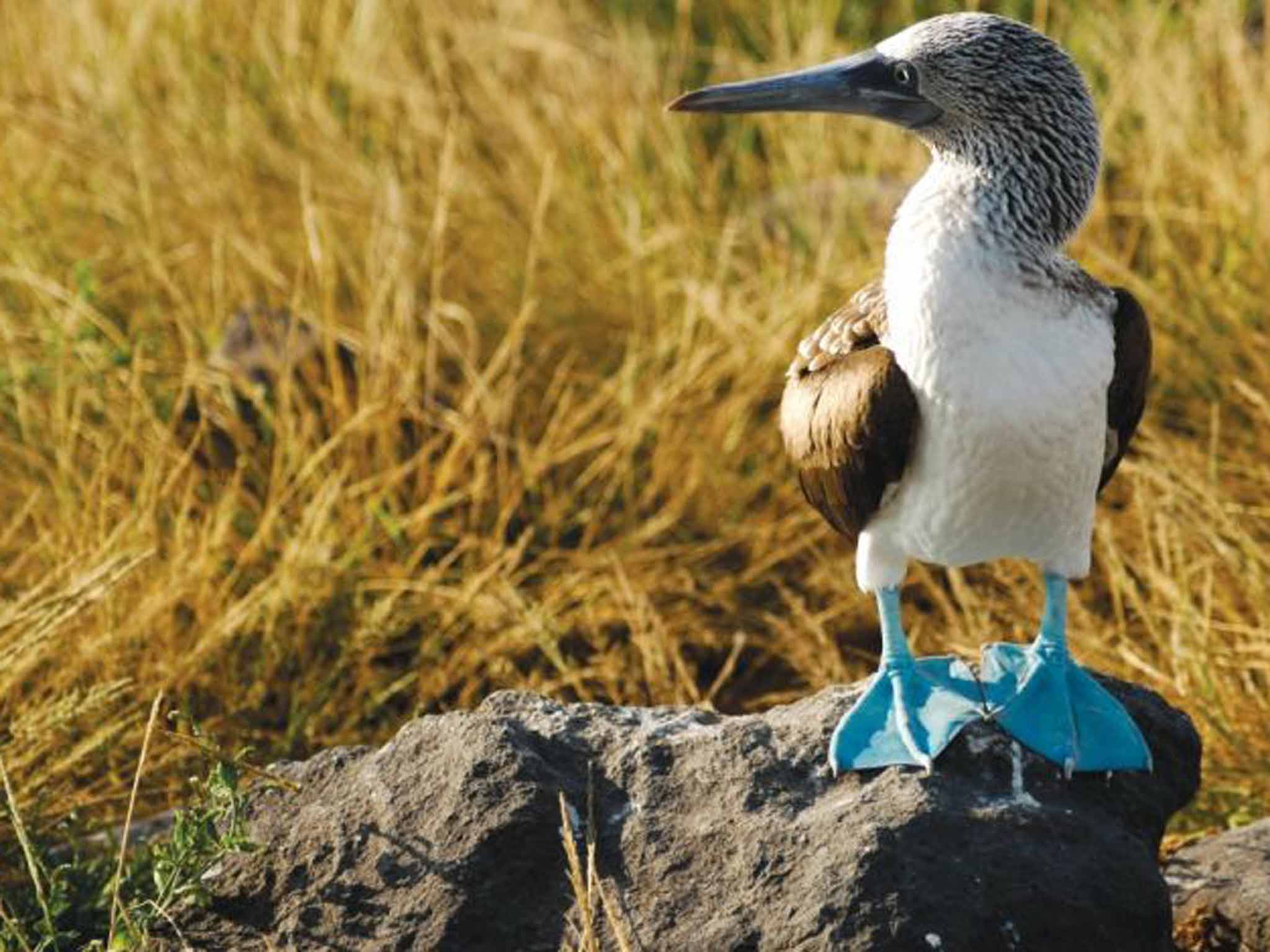 Blue footed boobie