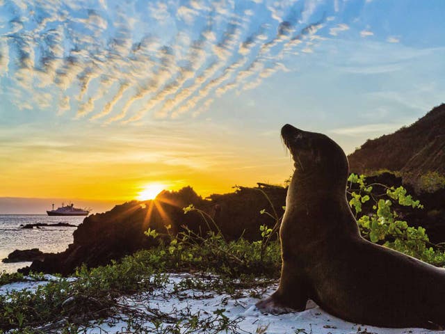 Animal attraction: sea lion on San Cristóbal