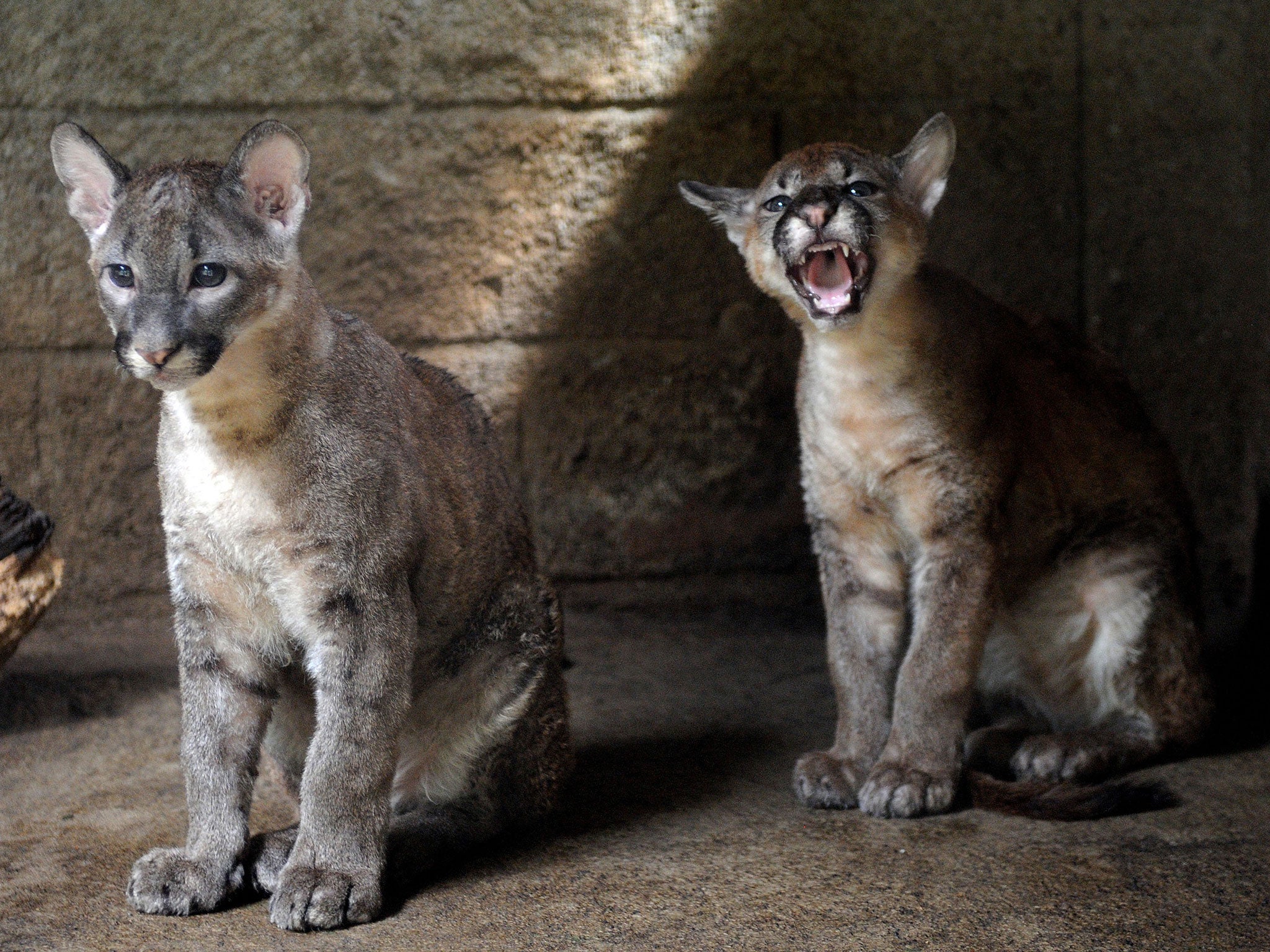 A Russian zoo has named three new puma cubs after Lionel Messi, Luis Suarez and Neymar