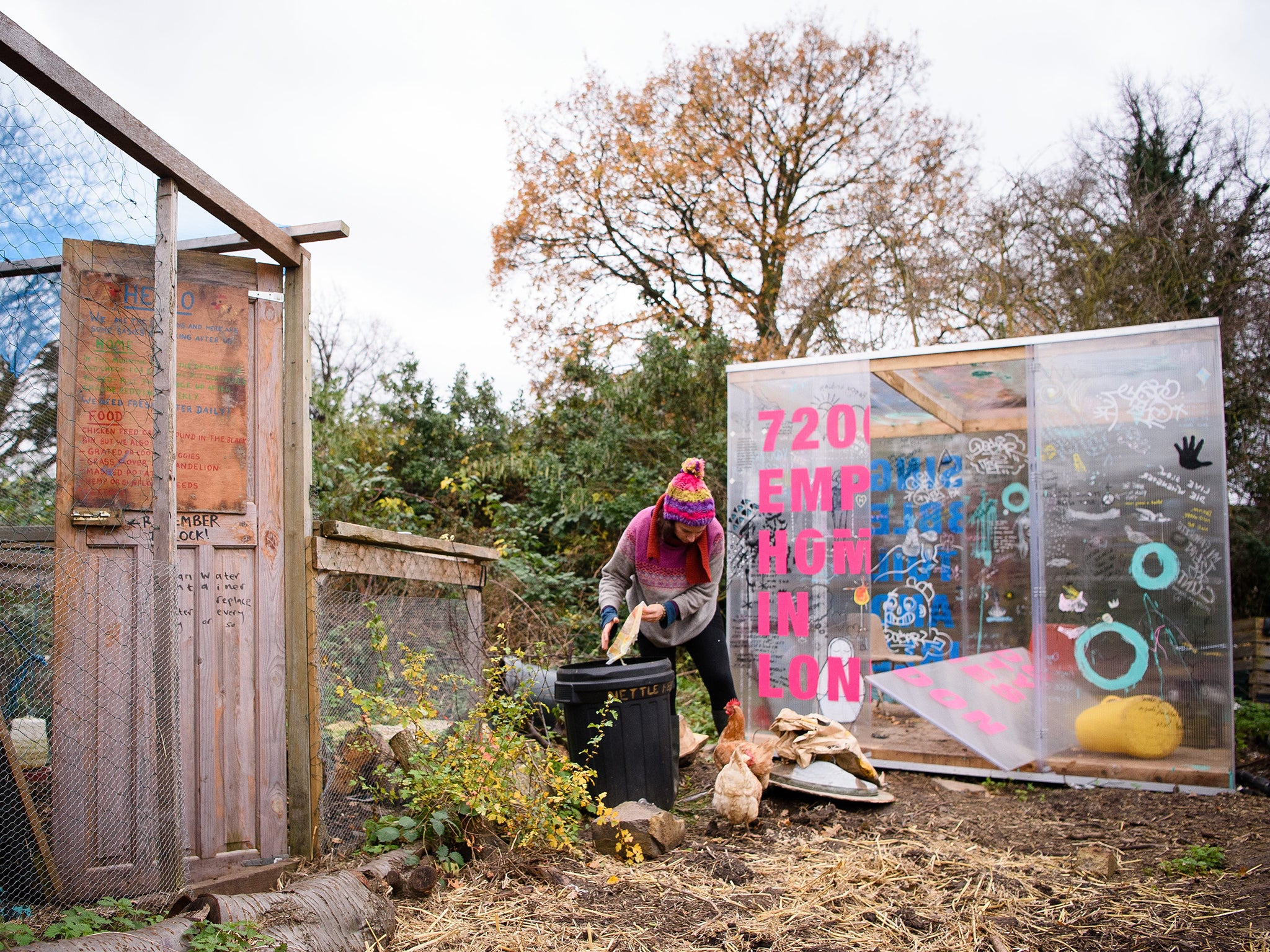 Chickens wander around within the 'Grow Heathrow' protest camp, in Sipson, near Heathrow airport .