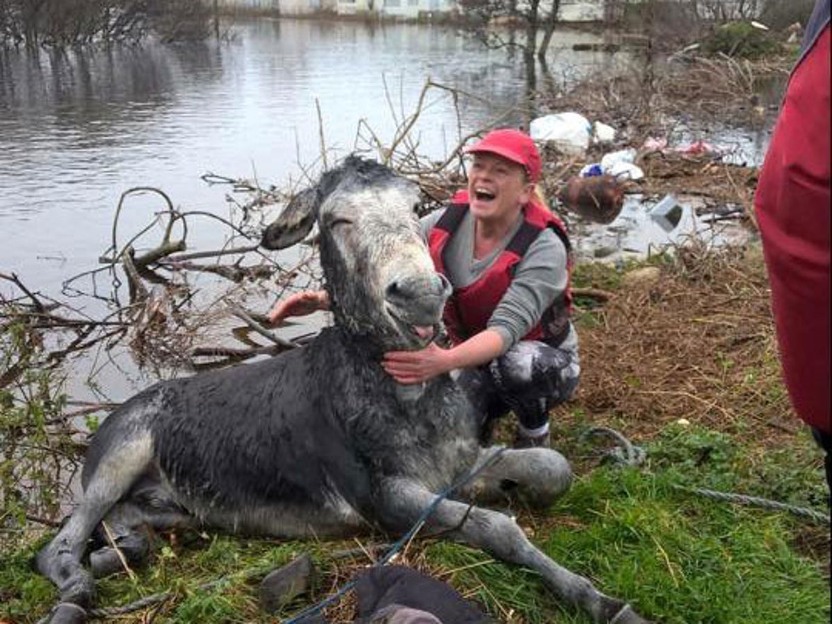 Ladies Long Donkey Gents Band Xxx Video - Storm Desmond: Smiling donkey rescued from Ireland floods | The Independent  | The Independent
