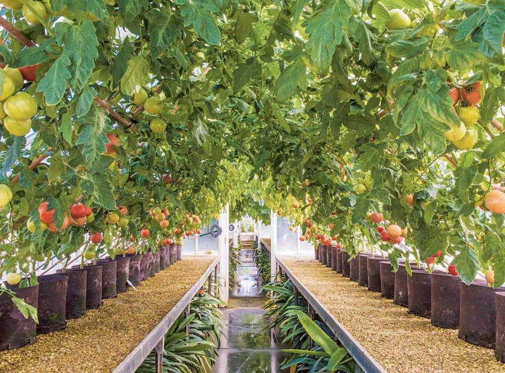 An avenue of tomatoes at Eythrope, the Buckinghamshire home of Lord Rothschild, and the subject of the book 'Paradise and Plenty'