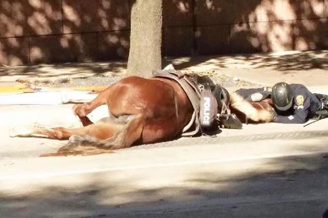 An officer comforts her dying patrol horse.