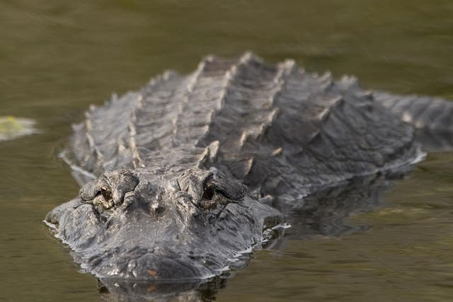 Parts of Riggins' body were found inside the alligator