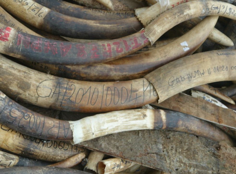 Five tons of ivory worth around $14 million waiting to be burnt in Libreville, Gabon