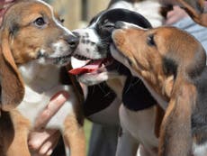 World's first IVF puppies born to female beagle surrogate