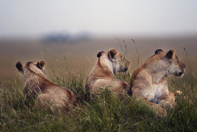 Lionesses in Africa