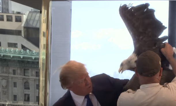 The eagle sitting on Donald Trump's arm