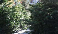 Why a green Christmas is a cheap one