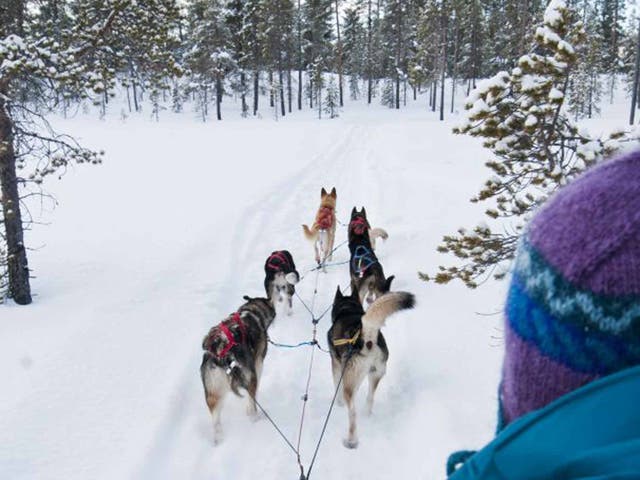 So mush to enjoy: dog-sledging is a winter highlight