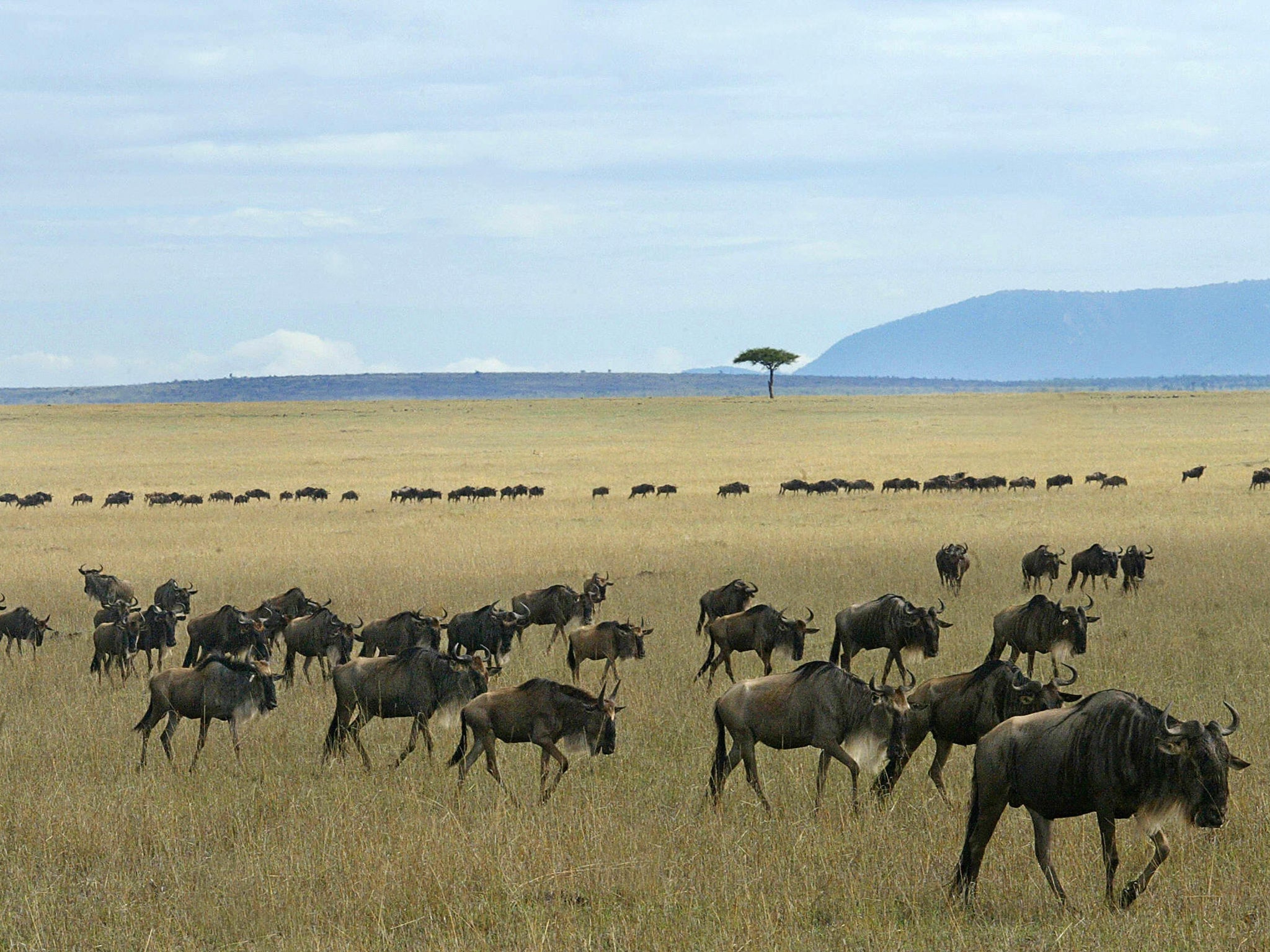 Wilderbeast are pictured in the Maasai Mara, approximately 400 kilometres southwest of Nairobi,