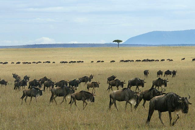 Wilderbeast are pictured in the Maasai Mara, approximately 400 kilometres southwest of Nairobi,