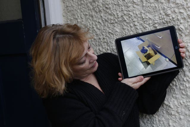 Cat owner Penny Beeson with a picture of Ukiyo, whose body was deposited on her doorstep