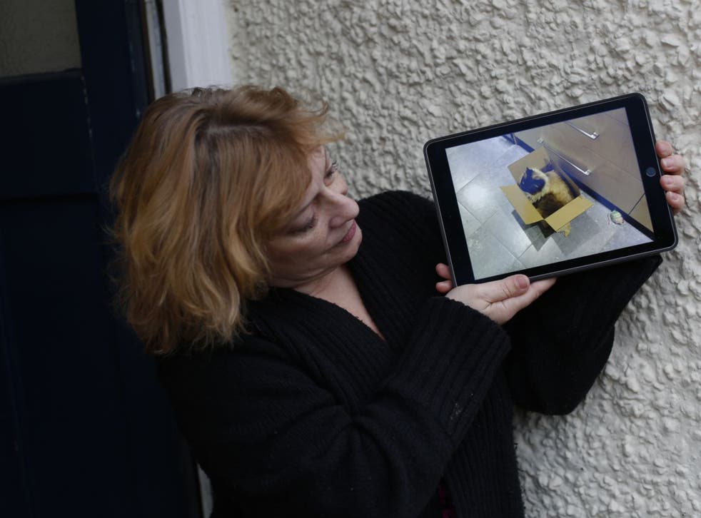 Cat owner Penny Beeson with a picture of Ukiyo, whose body was deposited on her doorstep