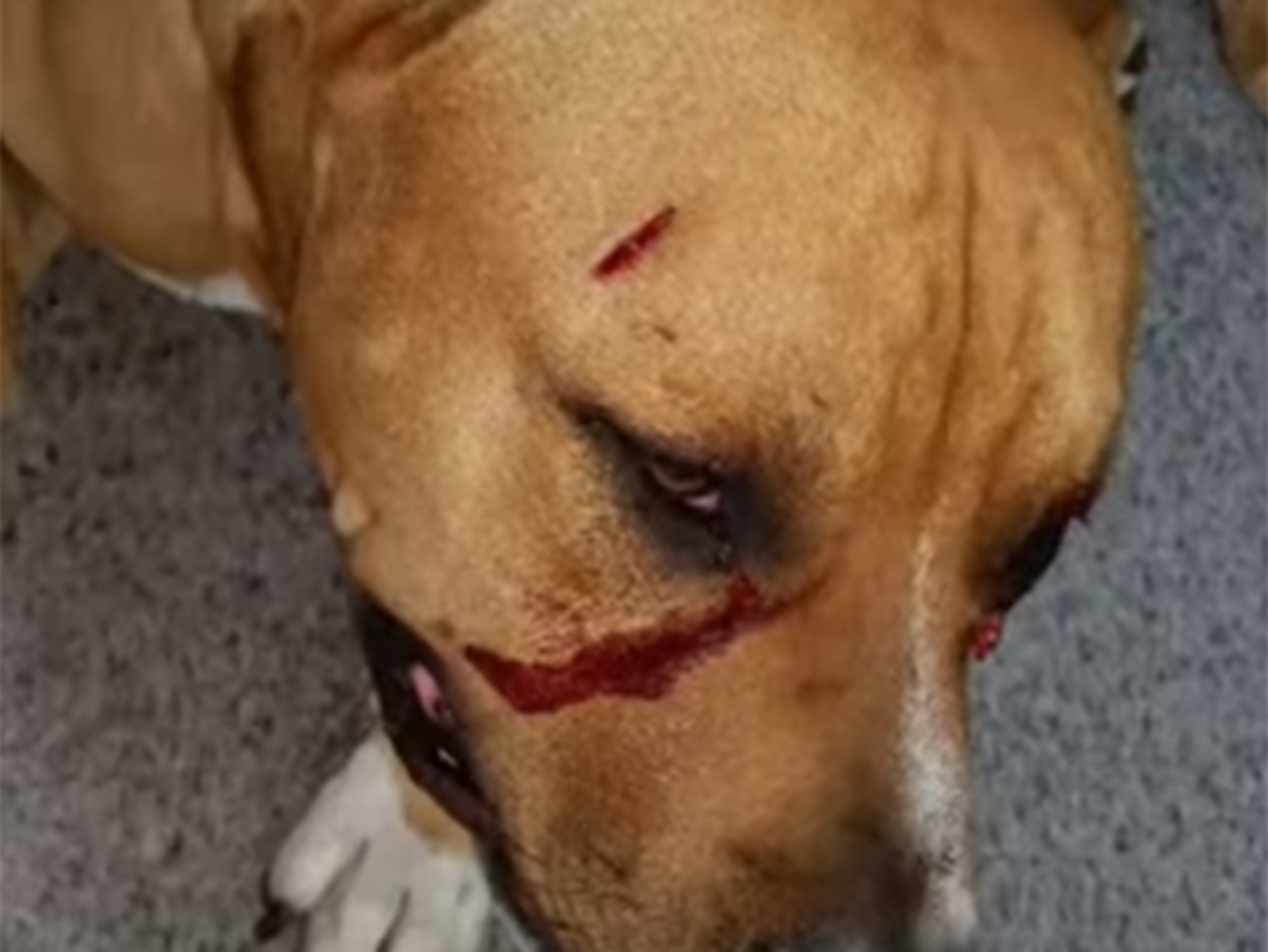 The dog's attack has been deemed so horrific, the full extent has not been shown