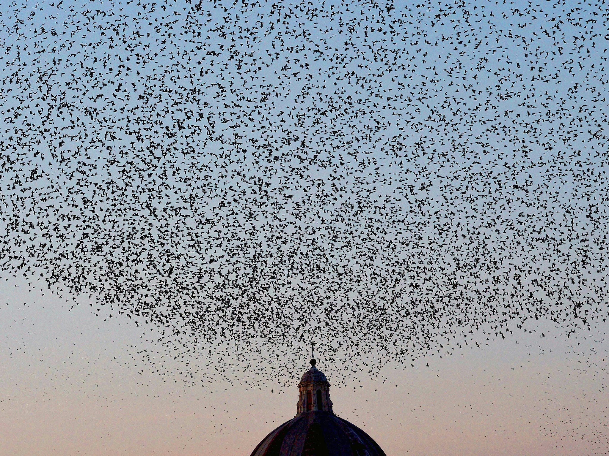 Starlings migrating from northern Europe fly in the sky above Rome. About one-million starlings migrate in Rome during autumn and winter time and draw beautiful patterns in the sky before spending the nights in the trees by the Tiber river, creating chaos in the neighborhood with their droppings