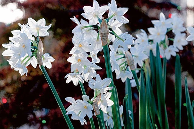 Paperwhite narcissus make a sweet-smelling gift and are a reminder of spring