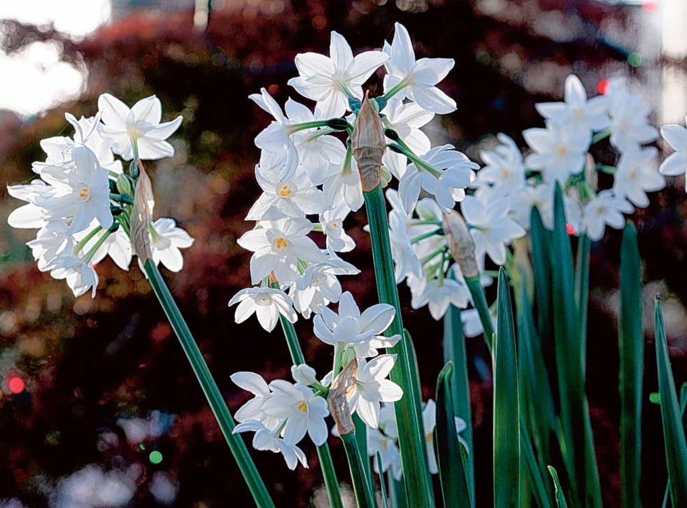 Paperwhite narcissus make a sweet-smelling gift and are a reminder of spring