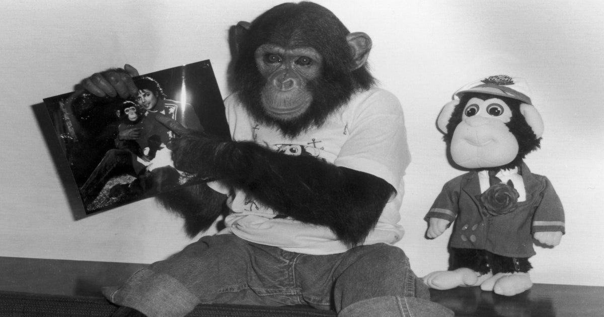 Bubbles: Animated film about Michael Jackson's chimp companion to be made  by Dan Harmon | The Independent | The Independent
