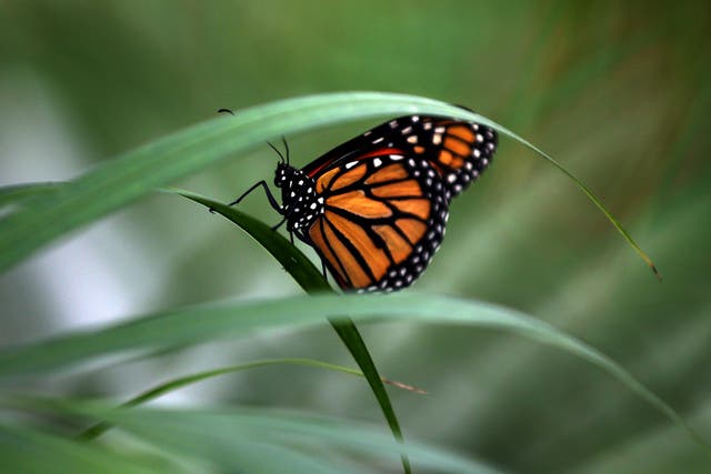A Large Tiger butterfly sits on a leaf at London's Natural History Museum